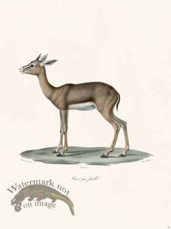 Cuvier 058 Female Grey Rhebok